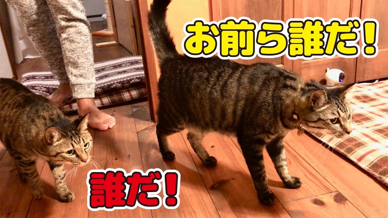 猫 先住 猫 新入り