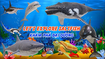 Bé Khám Phá Đại Dương - Let