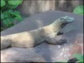 Komodo Dragon Suns himself, walks away