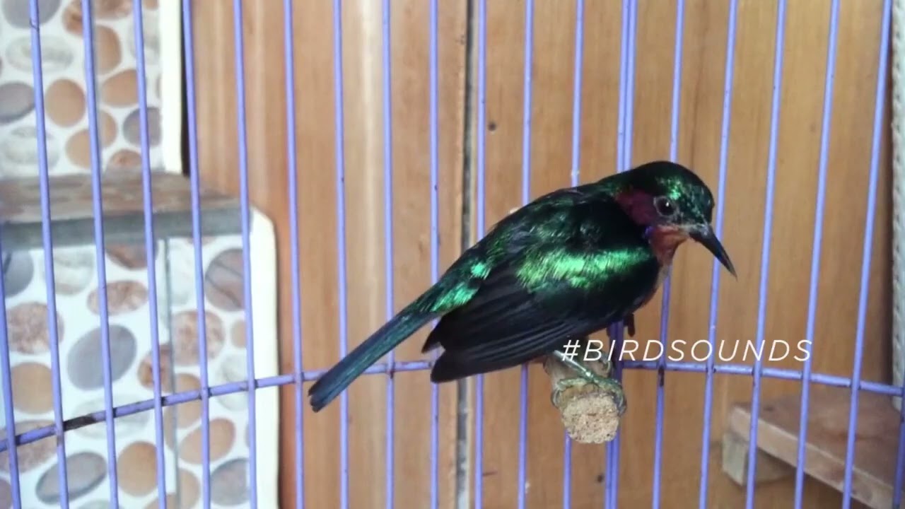 very beautiful Ruby cheeked Sunbird with an amazing sound
