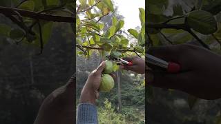 so fresh hervesting garden homegarden shortvideo viral shorts trending guava healthy fruit