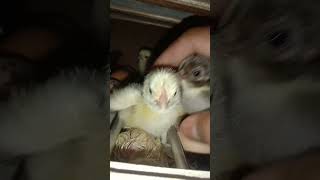 Sudah Mulai Netas Anakan Ayam Sengkuni