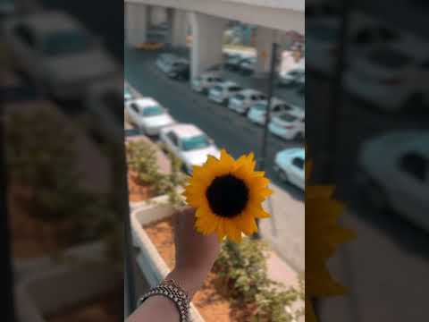 کاور گل آفتاب گردون گروه آرین