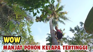 Memanjat pohon Kelapa tertinggi ||Kampung Landeuh||