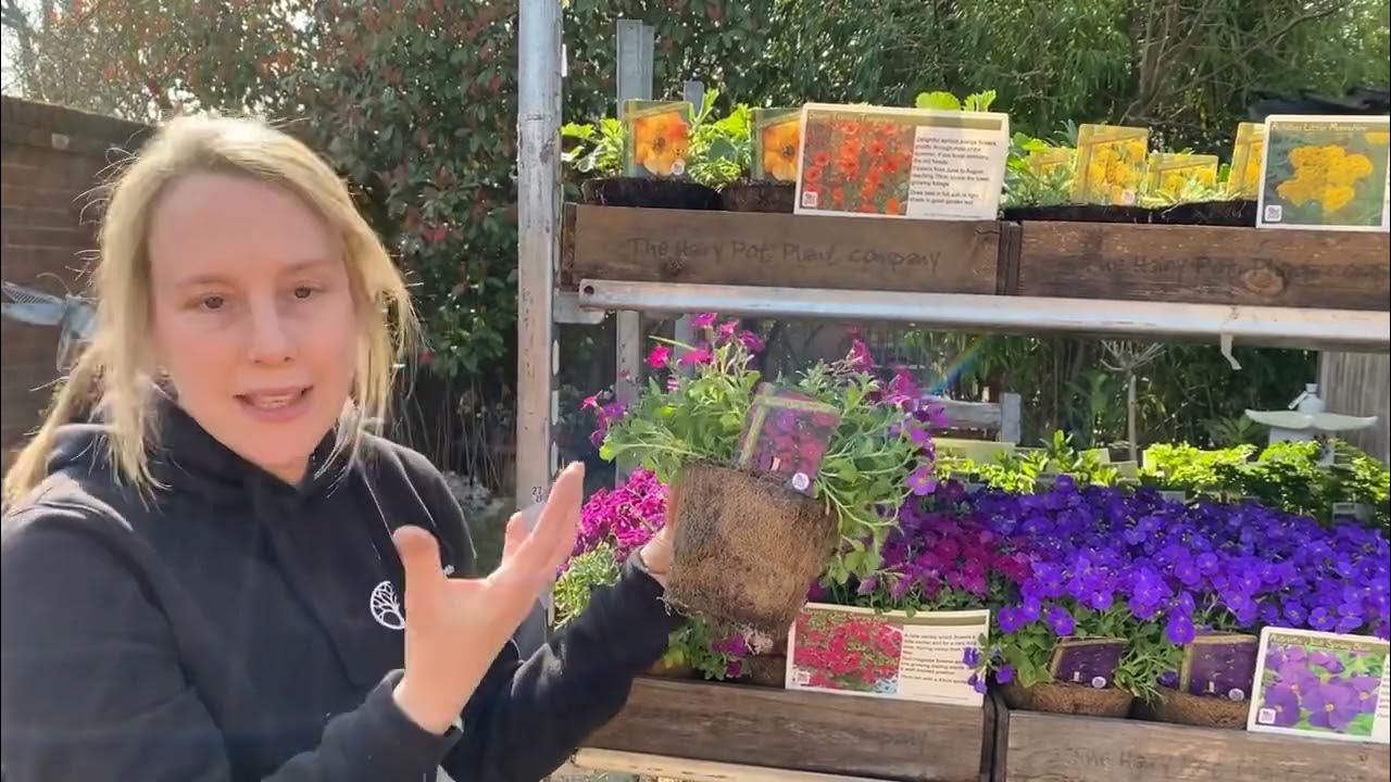 Hairy Pot Plant Company at Davies Brothers Nursery YouTube