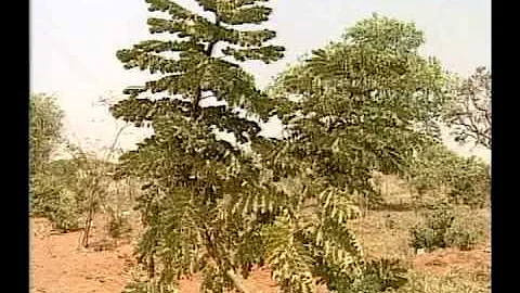 Como surgiu o uso de plantas medicinais?