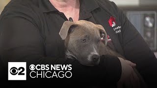 Stella Marie from the West Suburban Humane Society shines in the Pet Rescue Spotlight