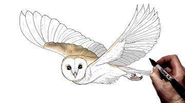 How To Draw Barn Owl (Flying) | Step By Step |