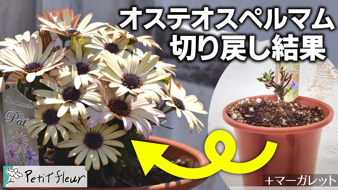オステオ スペルマ ム 切り 戻し