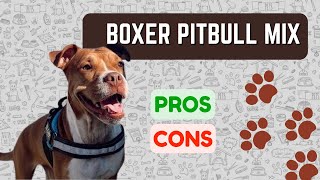 Boxer Pitbull Mix: Bullboxer Pit PRO'S & CON'S!!!