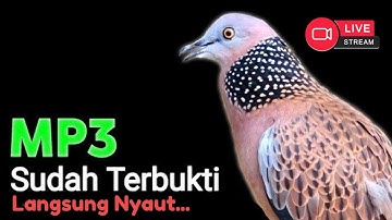 Suara Burung Derkuku Gacor Sangat Ampuh Untuk Pancingan Dan Pikat Tekukur Liar