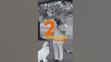 The 2 Commands Every Dog Needs for Instant Calm and Control!