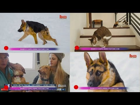 Видео: Яркие портреты домашних животных-инвалидов