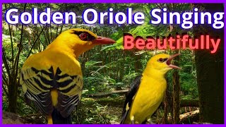 🦜 Golden Oriole.Bird song and call. 🦜 Beautiful Songs of the Bird Golden Oriole 🦜 (Oriolus oriolus)