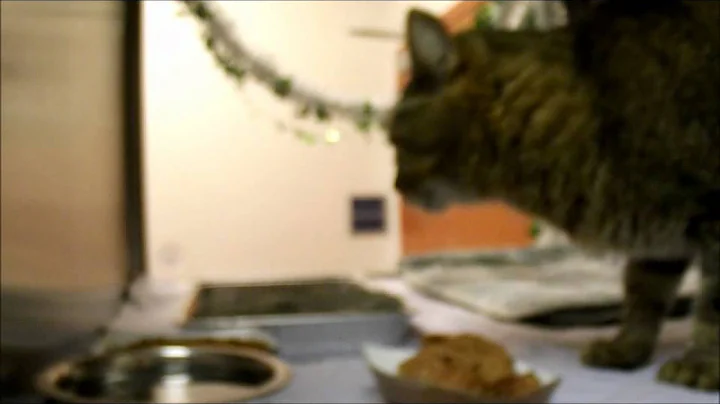 Video 1316071: brown tabby cat, abyssinian cat animals, tabby male, cat wonderful