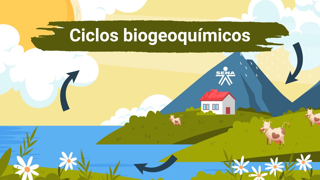 Ciclos Biogeoquímicos Youtube