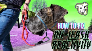 Jake's 1st On Leash Reactivity Class | Private Dog Training Lessons by FreeLance Dog Training 191 views 3 years ago 2 minutes, 41 seconds