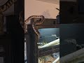 Leaving a Scent Trail for My Black Headed Python