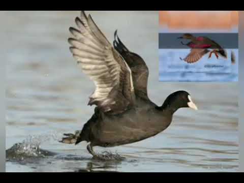 صوت دجاج ماي