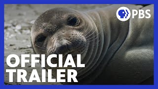 Animals with Cameras: Oceans | Official Trailer | NATURE | PBS