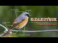 Kızılkuyruk kuşu | Common Redstart | Phoenicurus phoenicurus