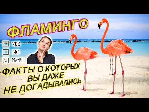 ФЛАМИНГО. ИНТЕРЕСНЫЕ ФАКТЫ О САМОЙ КРАСИВОЙ ПТИЦЕ! РОЗОВЫЙ ФЛАМИНГО. ПОЧЕМУ ФЛАМИНГО ТАКОГО ЦВЕТА?