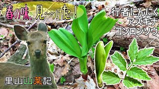 【里山山菜記】北海道の春の味見～っけた！！