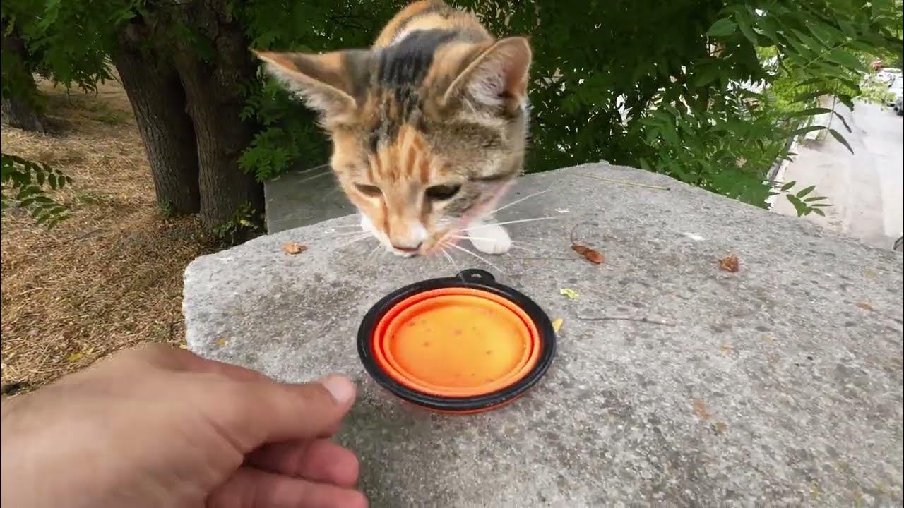 the-talkative-calico-cat-mealtime-never-goes-unnoticed-feeding-stray