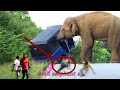 Vehicles attacked by wild elephants