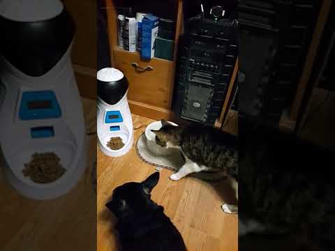 automatic-pet-feeder-food