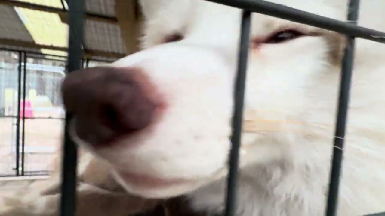 FTF Foxy check in it’s Friday!