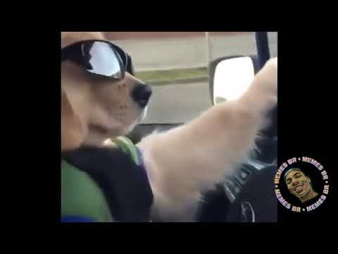 Estilo cachorro versão cachorro - YouTube