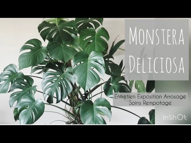 MONSTERA DELICIOSA Entretien Soins Rempotage 