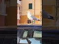 Lerici Italy 🐦🚙🦆 p. 1 😊🌊🥀⛰️⛱️🚞🌿🌳
