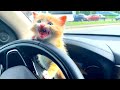 Look out, dad! The kitten is driving!