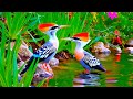 Birdsong for Stress Relief 🕊️ | Relaxing Bird Sounds & Nature Ambience for Peace of Mind [4K]