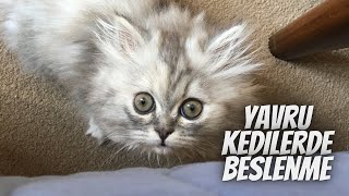 Yavru kedinizi doğru beslemek için bilmeniz gereken her şey! Nasıl sağlıklı büyütebiliriz