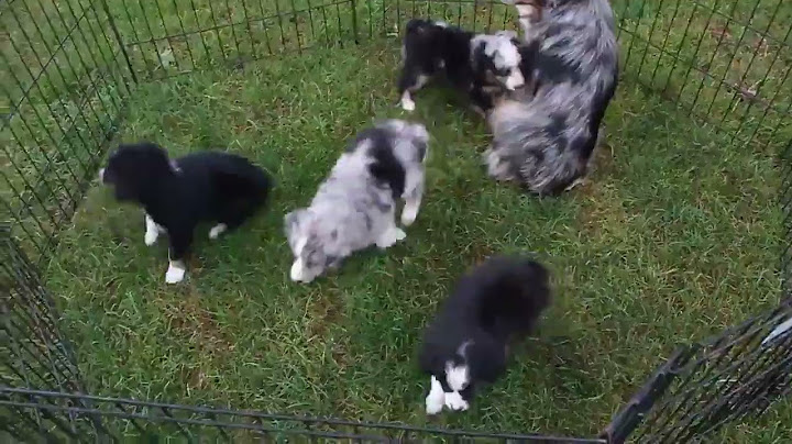 Mini australian shepherd puppies for sale in georgia