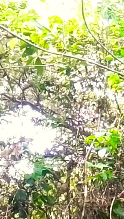 mengatasi burung prenjak yang susah turun