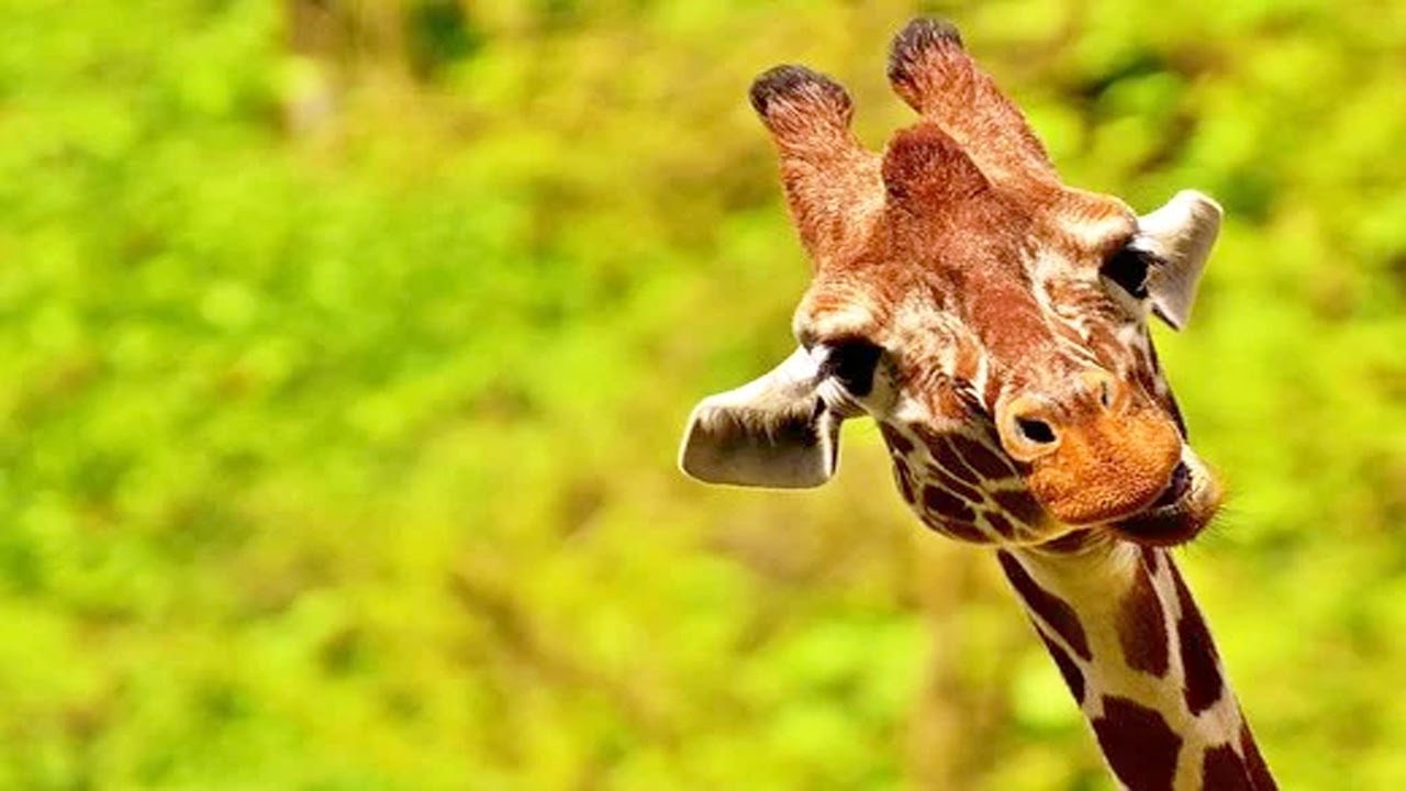 Kopf hoch, Giraffe! | Reportage für Kinder | Paula und die wilden Tiere