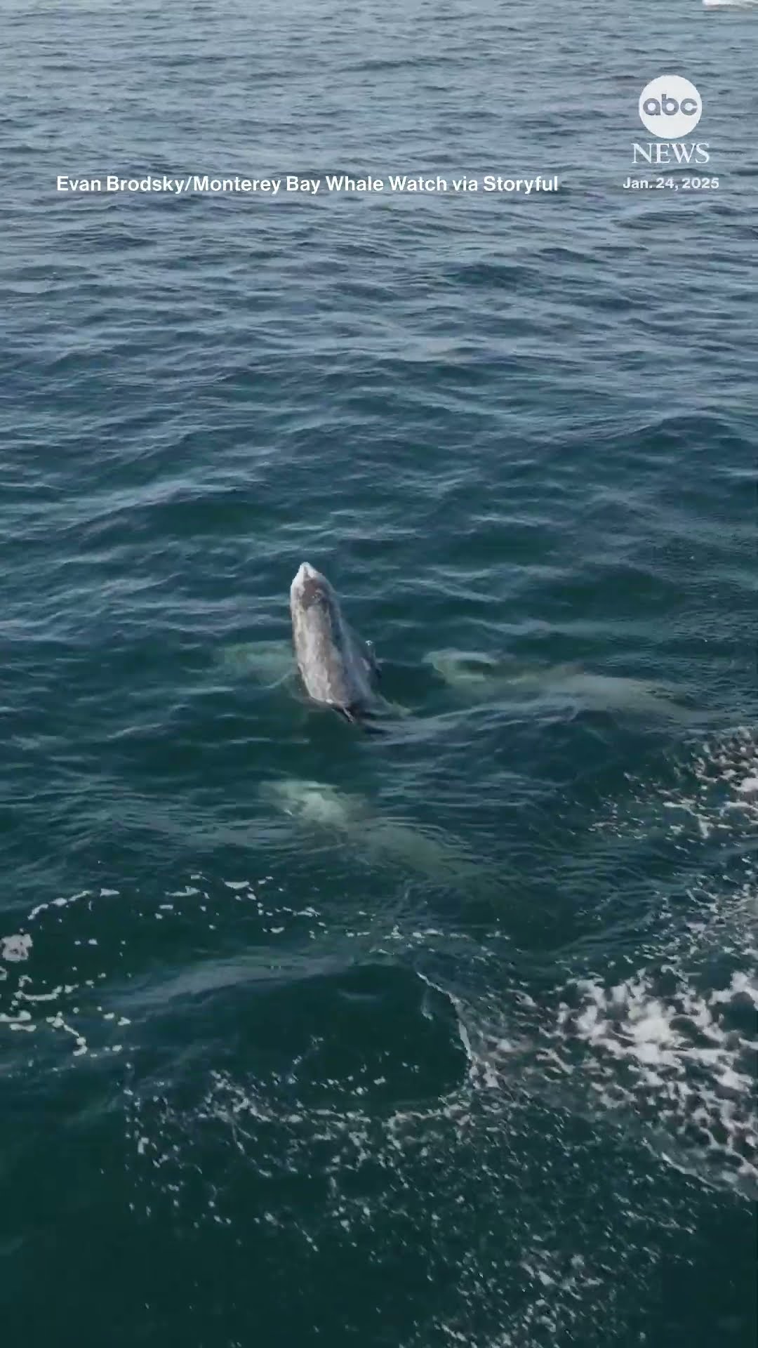 ‘Super pod’ of 1,500 dolphins spotted off California’s central coast