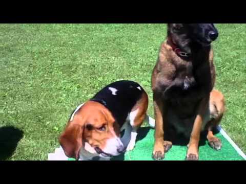 are basset hound puppies aggressive