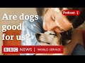 Can dogs be good for our health and wellbeing  crowdscience podcast bbc world service