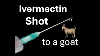 How to give a shot to a goat