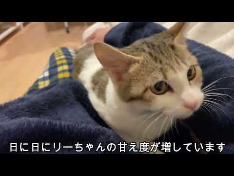 飼い主を本当のママンだと信じて疑わない子猫