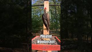 Massive Pileated Woodpecker Visits Backyard Suet Feeder