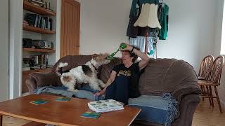 Fox terrier Nobby entertains guest