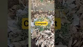 black gold leaf manure.easy way to make compost...#garden #shorts