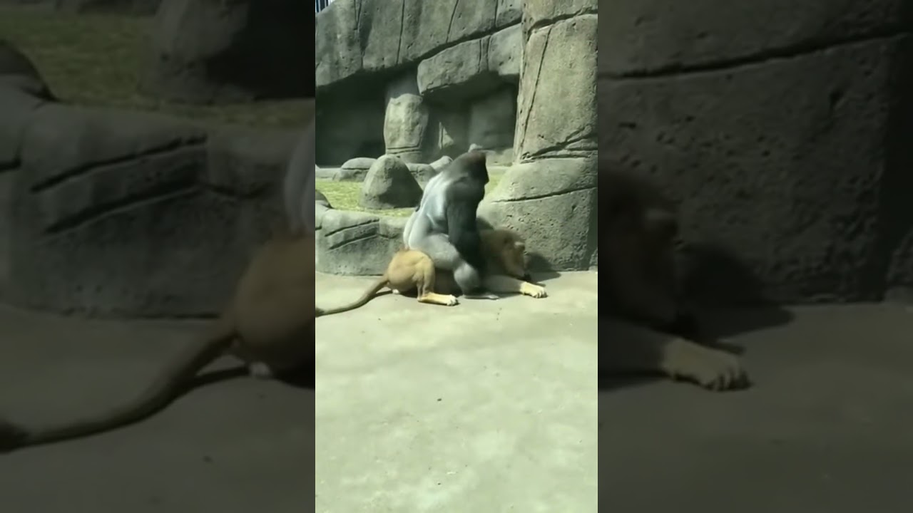 Silverback PUNCHES Lion Through Glass - SAVES Baby 🔥 