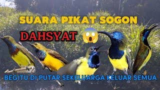 SUARA PIKAT SOGON , PEMANGGIL SOGON LIAR DAHSYAT 